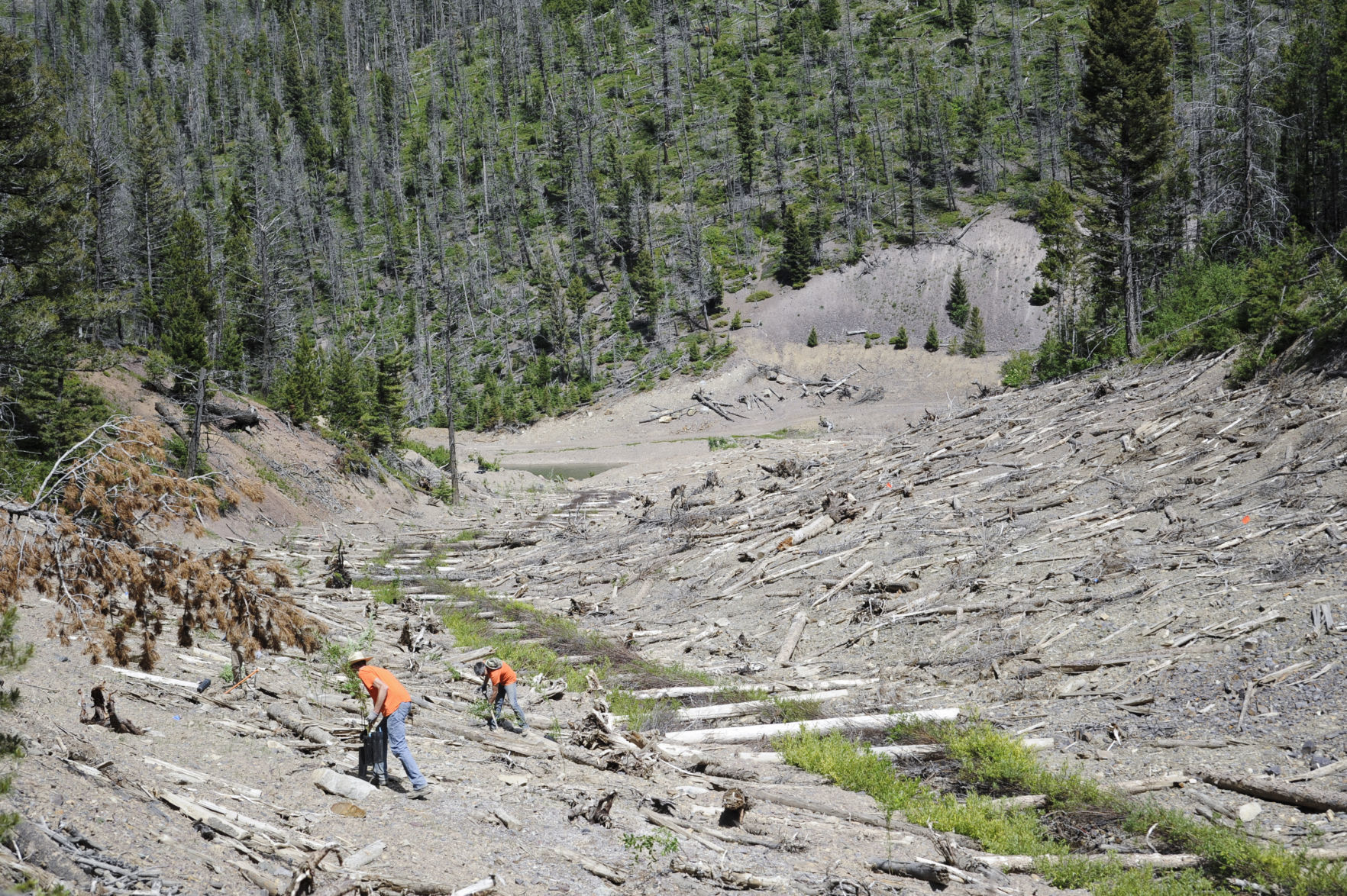 A revegetation crew works to plants trees along the remediated riparian areas in the former Mike Horse Mining Complex.